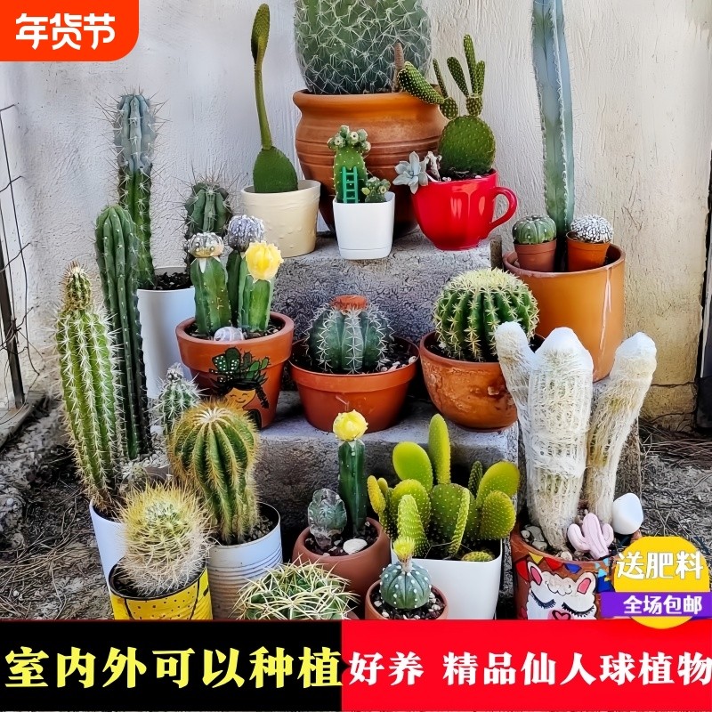 仙人掌多肉植物万重山盆栽客厅绿植室内仙人球桌面好养易活,鲜花速递/花卉仿真/绿植园艺,多肉植物,淘宝优惠券,粉丝福利购,淘宝优惠卷