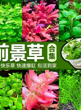 前景爬地矮珍珠鱼缸活无菌杯净水