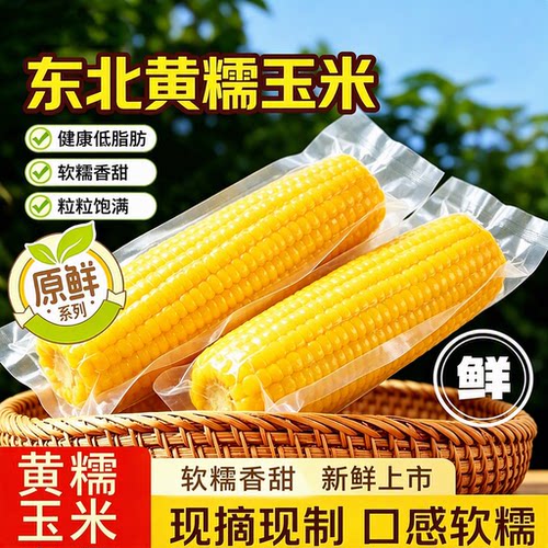 东北糯玉米粘玉米粘苞米粘糯新鲜玉米棒10支代餐早餐低脂饱腹真空