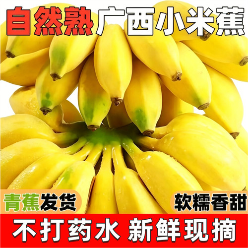 现摘广西小米蕉新鲜水果当季小香蕉包邮网购营养健康青香蕉自然熟