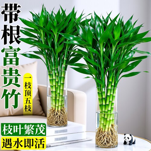 带根富贵竹水培植物粗杆客厅招财竹节盆栽开运水养节节高桌面绿植