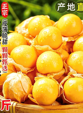 正宗东北姑娘果鲜果新鲜水果当季大菇娘洋灯笼果甜菇凉顺丰包邮