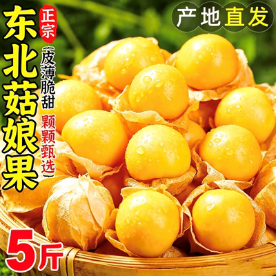 正宗东北姑娘果鲜果新鲜水果当季大菇娘洋灯笼果甜菇凉空运包邮