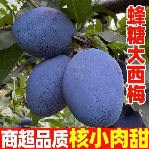 西梅