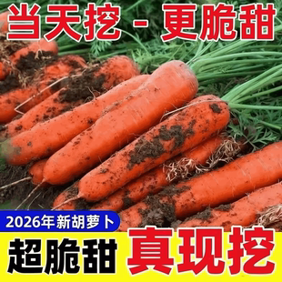 沙地新鲜现挖胡萝卜可生吃脆甜营养健康宝宝辅食农家自种整箱包邮