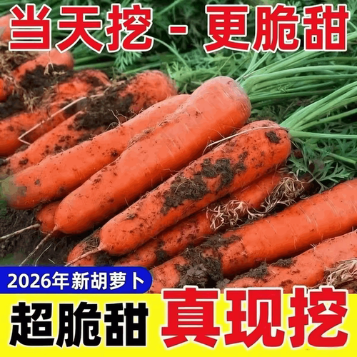新鲜现挖胡萝卜整箱包邮9斤批发
