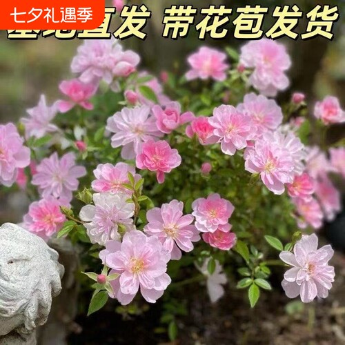 姬乙女月季日本姬月季超微迷你