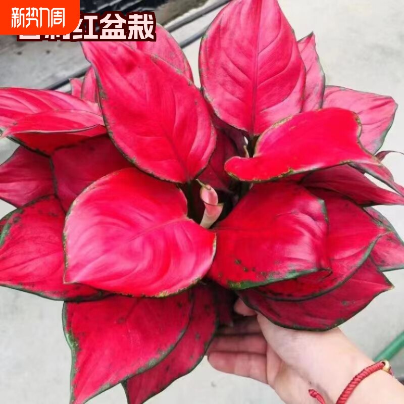 吉利红盆栽水培花卉如意皇后吸甲醛室内植物净化空气好养卧室庭院