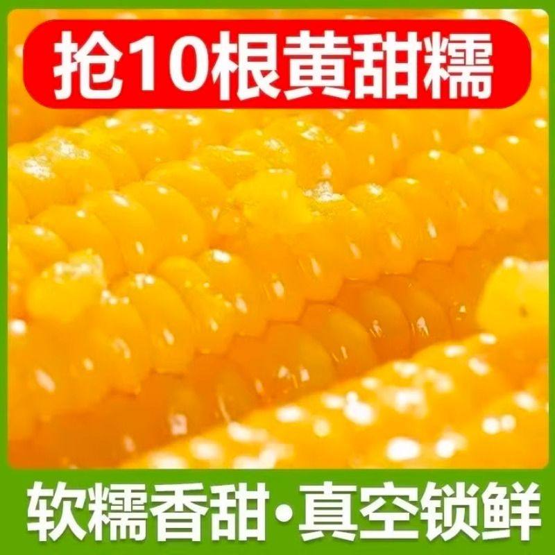 东北黄糯玉米棒新鲜玉米非转基因黏玉米代餐早餐健康真空粗粮香甜