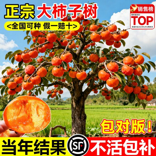 柿子树苗南北方种植庭院果树