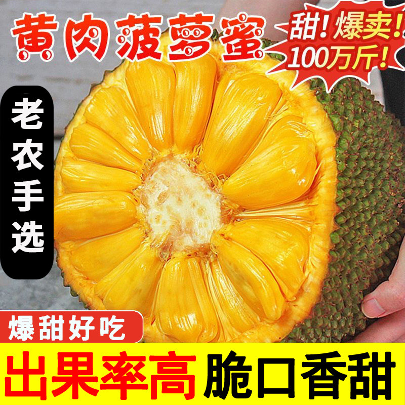 现摘海南菠萝蜜一整个新鲜水果零食当季干苞脆甜黄肉整箱包邮批发