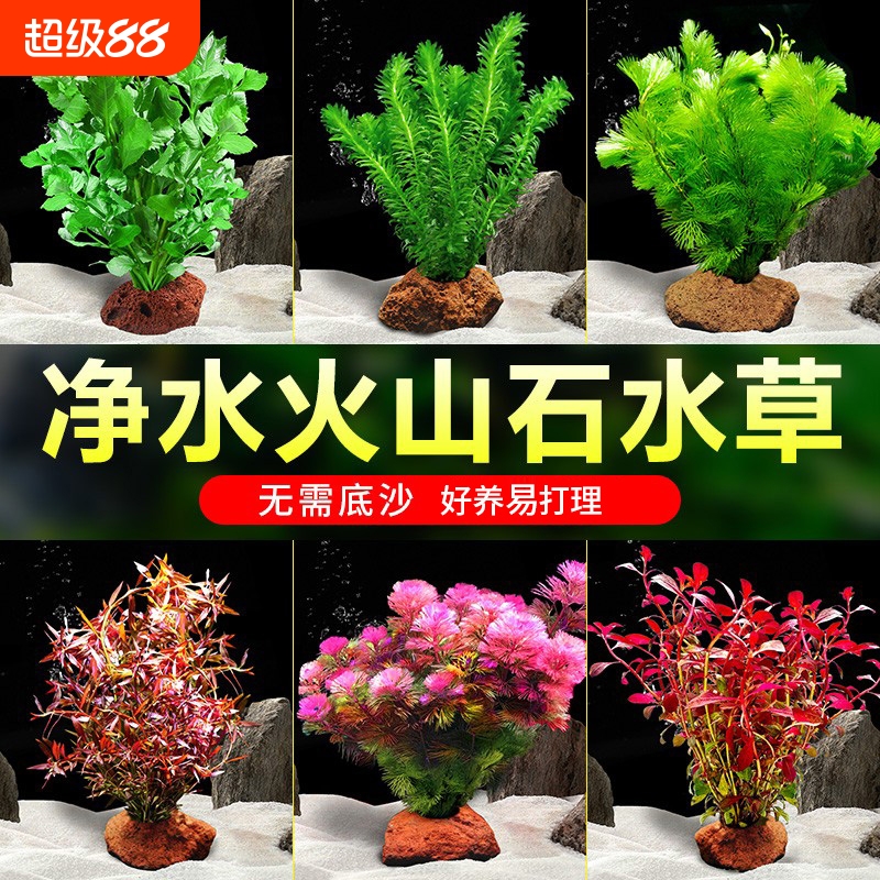 鱼缸水草植物真草造景火山石套餐