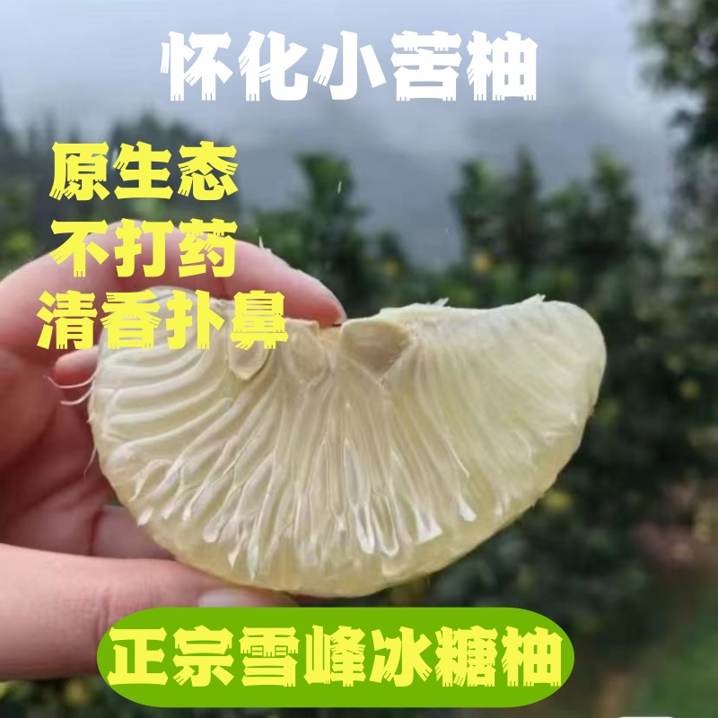 正宗湖南怀化冰糖柚雪峰柚小苦柚精选品质好果子原生态新鲜好柚子