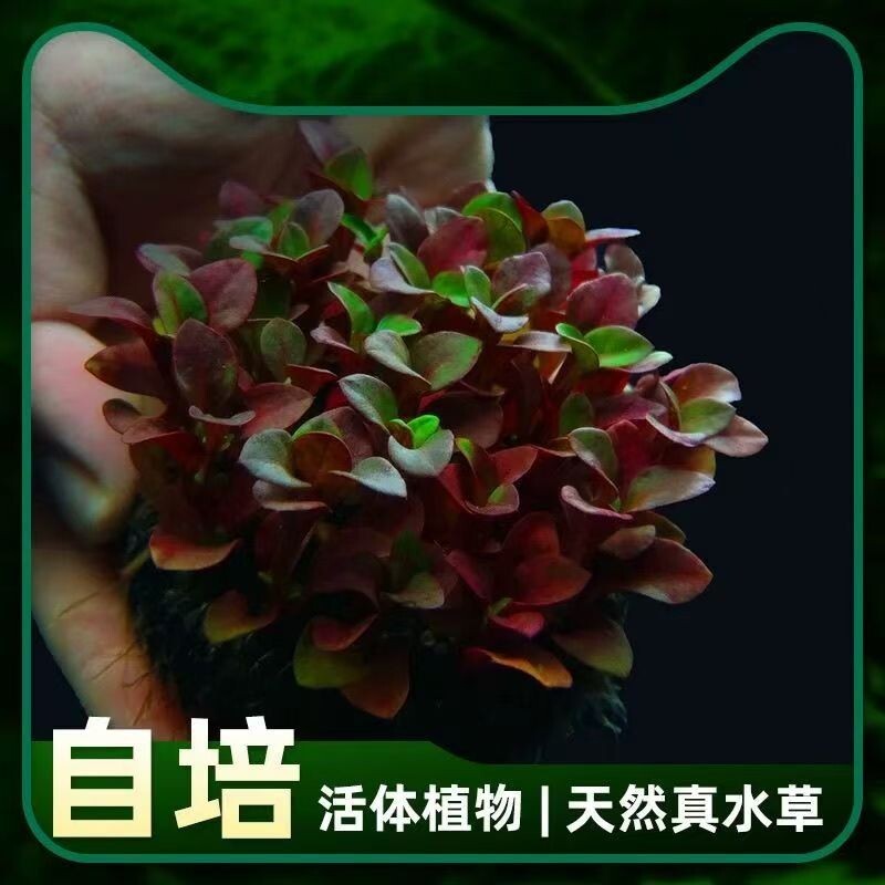 淡水鱼缸前景水草绿植红灯陀新手好养活懒人红波水草净化水质增氧