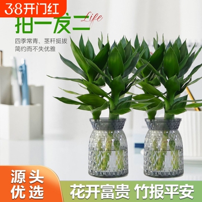【买一送一】水培观音竹富贵竹四季常青室内水养绿植盆栽轻奢花瓶