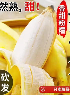 正宗广西小米蕉10斤当季新鲜水果小香蕉自然熟小芭蕉蕉包邮现摘