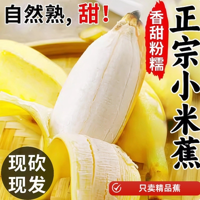 正宗广西小米蕉10斤当季新鲜水果小香蕉自然熟小芭蕉蕉包邮现摘