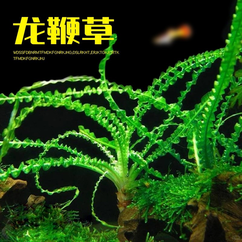 细叶龙鞭草鱼缸造景水草植物高端稀有中后景好养阴性进口水草水质