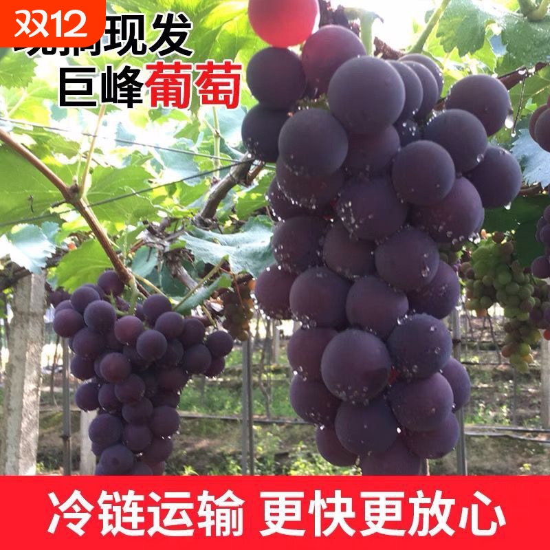 正宗辽宁锦州巨峰葡萄新鲜有籽皮孕妇葡萄水果自然熟特级果现摘