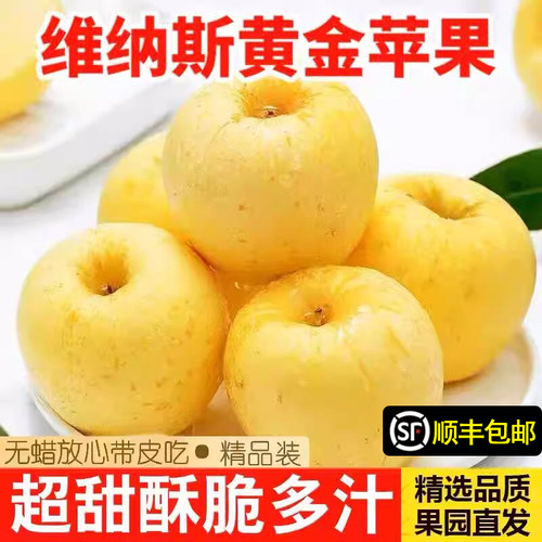 正宗山东维纳斯黄金苹果烟台富士苹果当季新鲜水果脆甜口包邮整箱