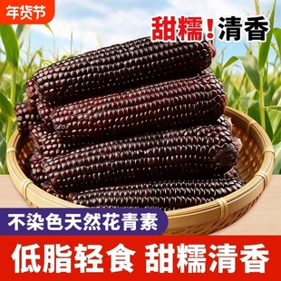 东北黑龙江黑糯玉米糯甜鲜食粘甜糯甜脆紫玉米含的玉米真空装现摘