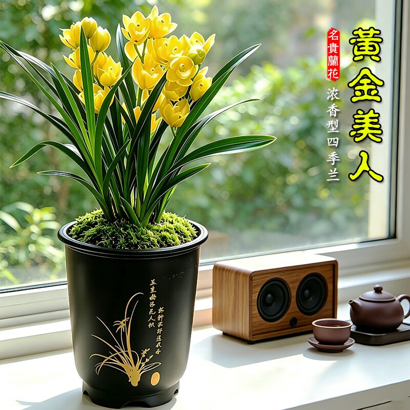 名贵建兰黄金四季兰花苗室内好养浓香盆栽高档花卉绿植物带花苞