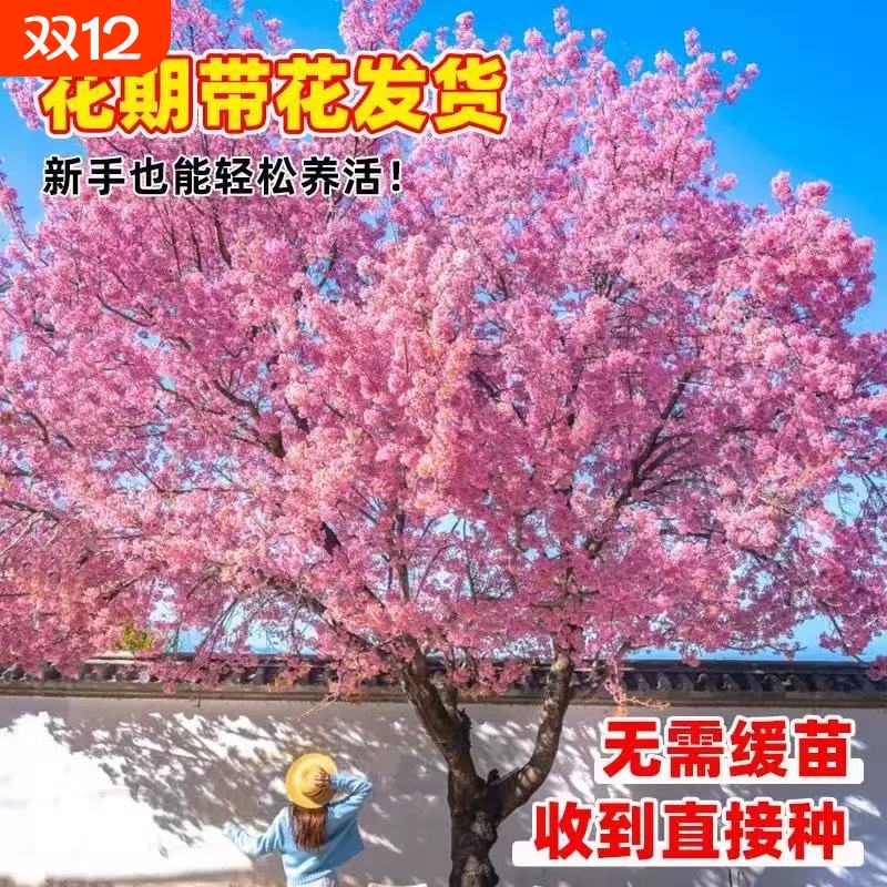 日本樱花树苗绿化工程大型风景树花卉盆栽植物南北方室外庭院种植