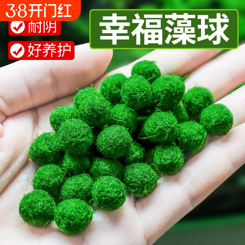 马里莫海藻球微景观生态瓶鱼缸室内桌面水培创意迷你植物水生球藻