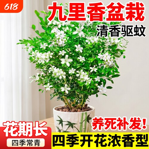 九里香盆栽茉莉花室内驱蚊绿植七里香水培四季带花苞盆景开花植物