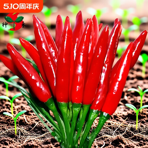神禾朝天椒小米椒辣味十足辣椒籽