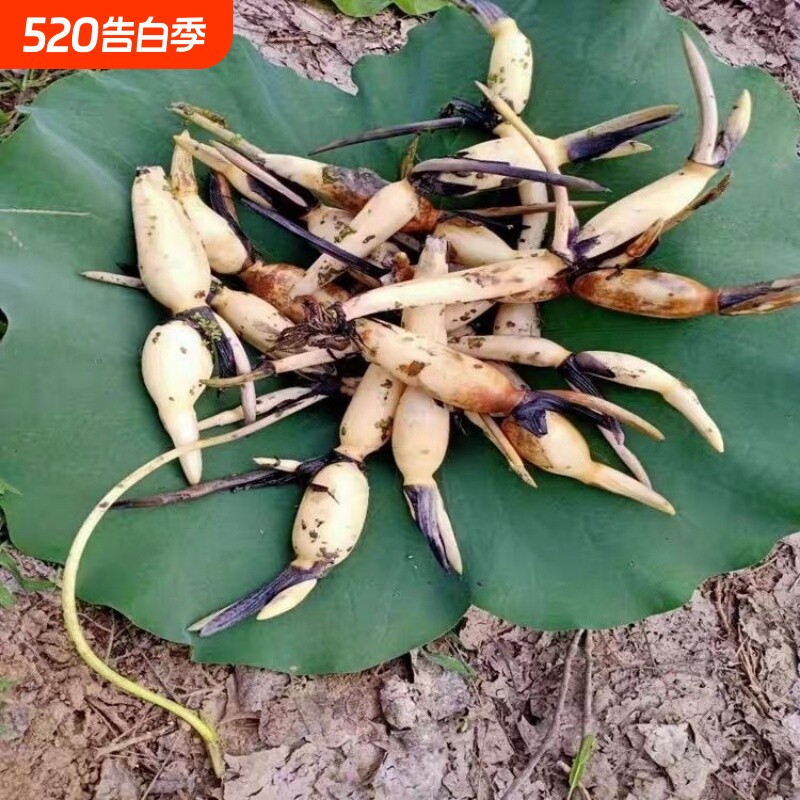 高产食用藕粉藕脆藕藕苗浅水苗深水苗莲藕苗荷花观赏带芽