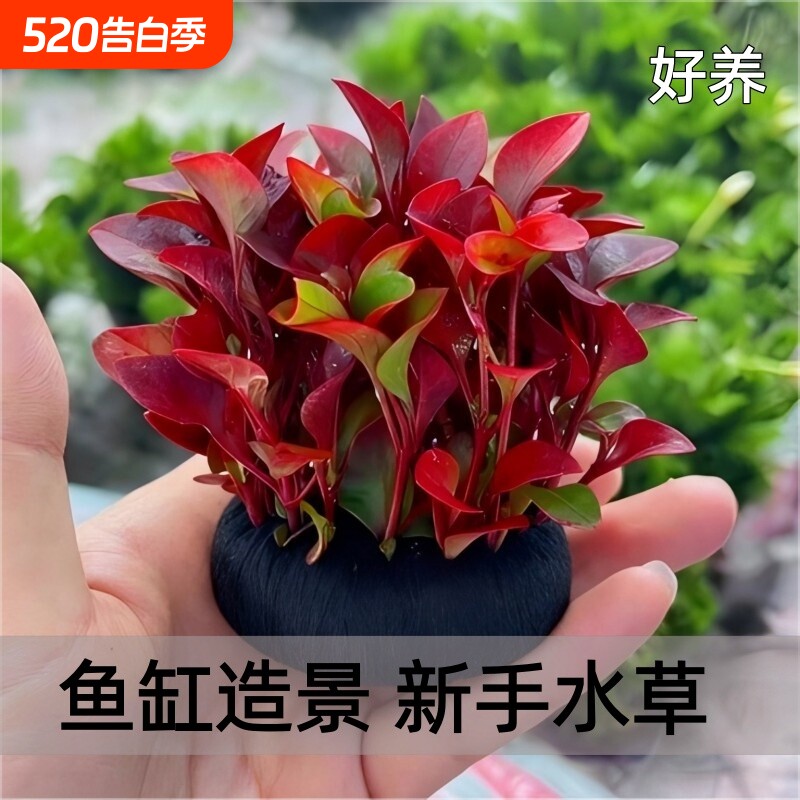 红波坨草鱼缸养鱼造景懒人新手水培增氧阴性淡水草植物增氧好养活