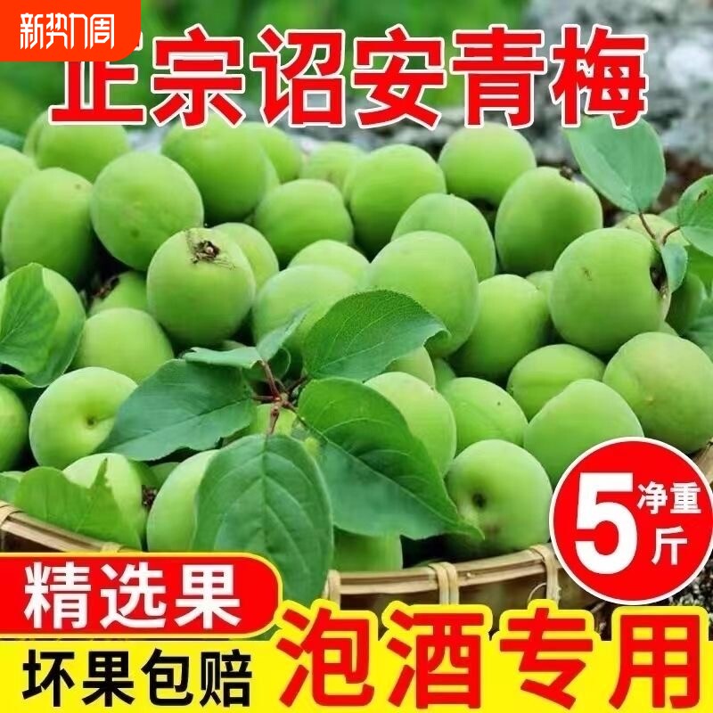 青梅鲜果新鲜青梅酸梅子泡青梅酒酵素果醋正宗云南高山现摘水果梅