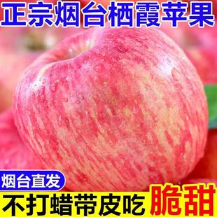 正宗烟台红富士苹果当季 新鲜水果脆甜2025年新苹果烟台发货