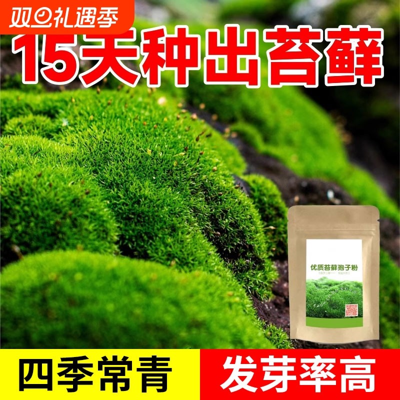 苔藓孢子粉种子上水石吸水石盆景盆栽青苔微景观鲜活植物种籽铺面