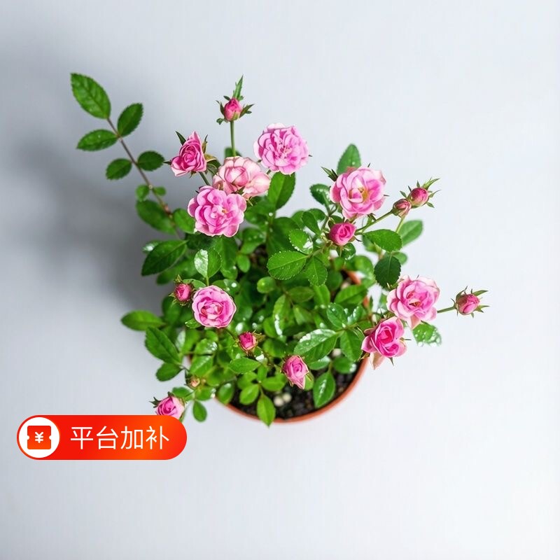 须惠姬超微多头月季四季开花室内桌面阳台绿植盆栽花卉玫瑰花花苞