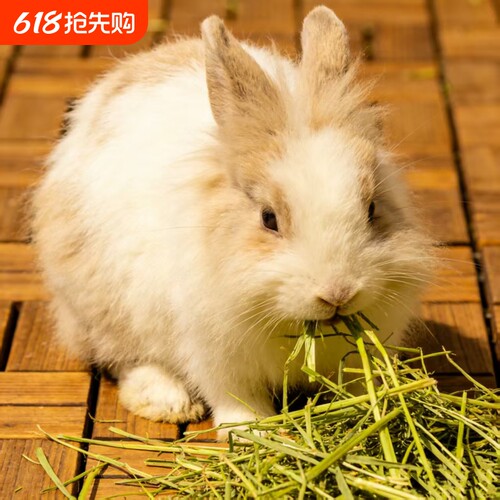 美国哈尼一番提摩西当季一茬草