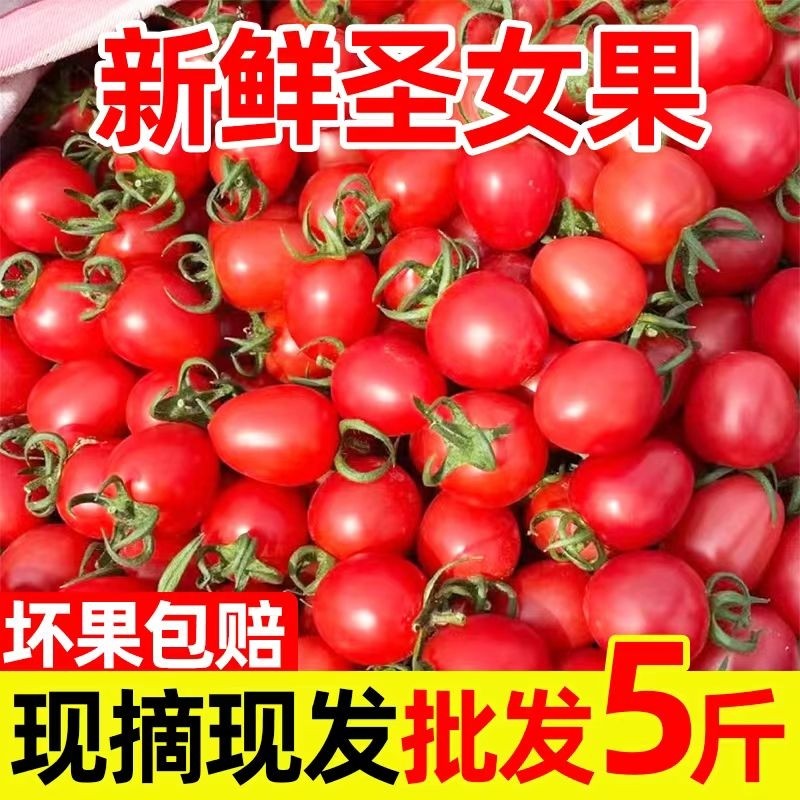 圣女果新鲜红色樱桃小番茄酸甜时令现货孕妇水果自然成熟包邮
