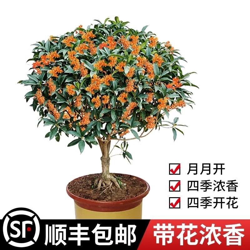 桂花树苗盆栽四季常青花卉沉香嫁接八月金桂丹桂庭院室内阳台植物