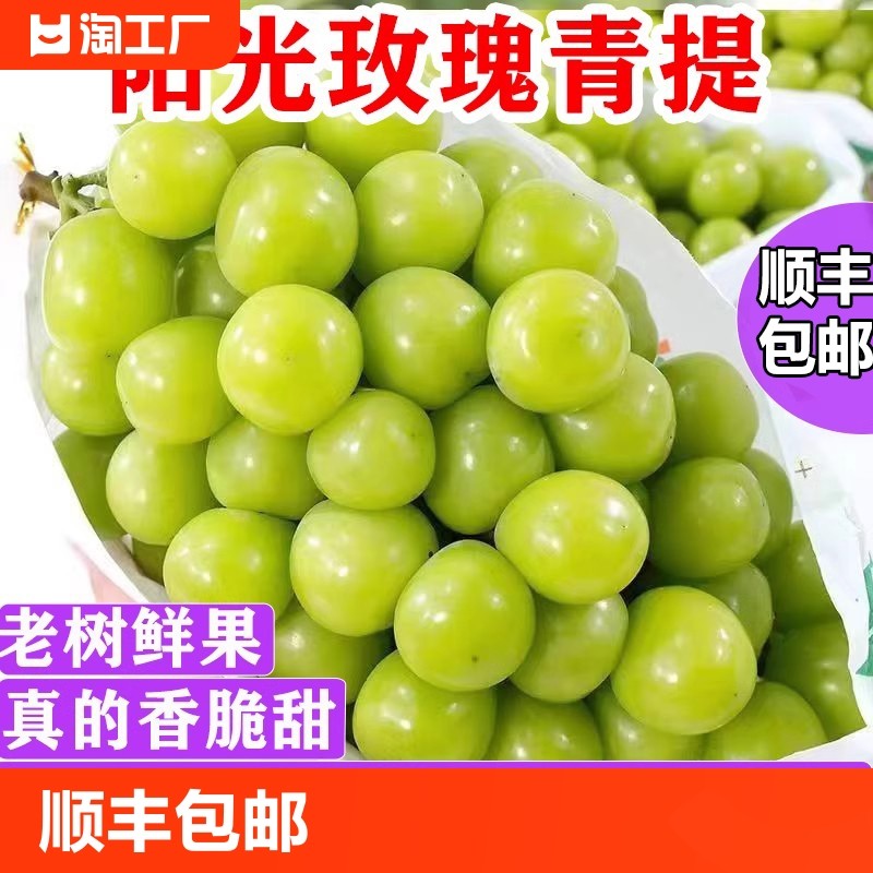 现摘脆甜阳光玫瑰葡萄香印青提子无籽新鲜应季水果当季顺丰陆运