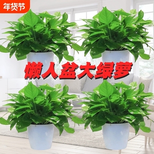 绿萝水培大盆栽好养室内除甲醛长藤垂吊大叶植物净化空气吊兰客厅