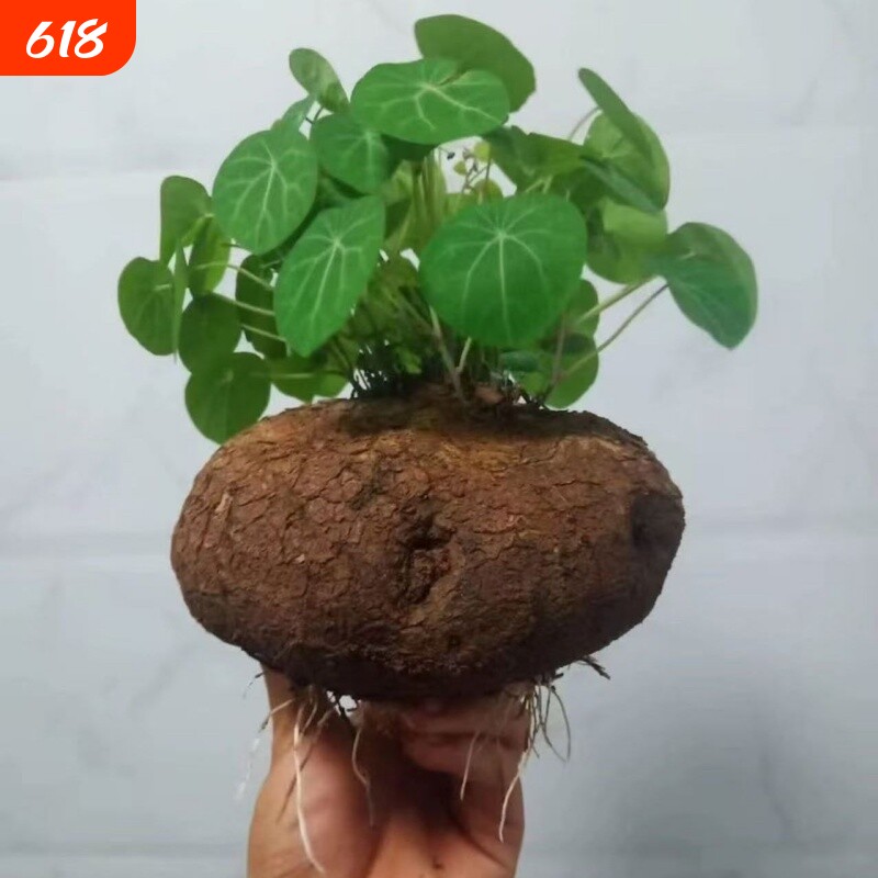 【懒人必备】红藤山乌龟植物盆栽红腾圆叶绿植观叶水培室内正品