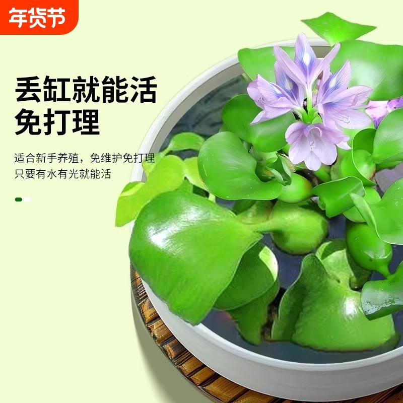 水葫芦水生植物种苗水芙蓉浮萍鱼缸乌龟虾鱼池塘净化造景水质养龟