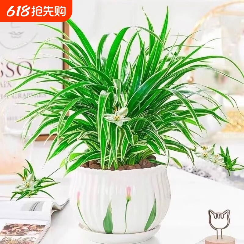 金边吊兰盆栽花卉植物室内阳台净化空气小绿植水培办公桌耐阴庭院