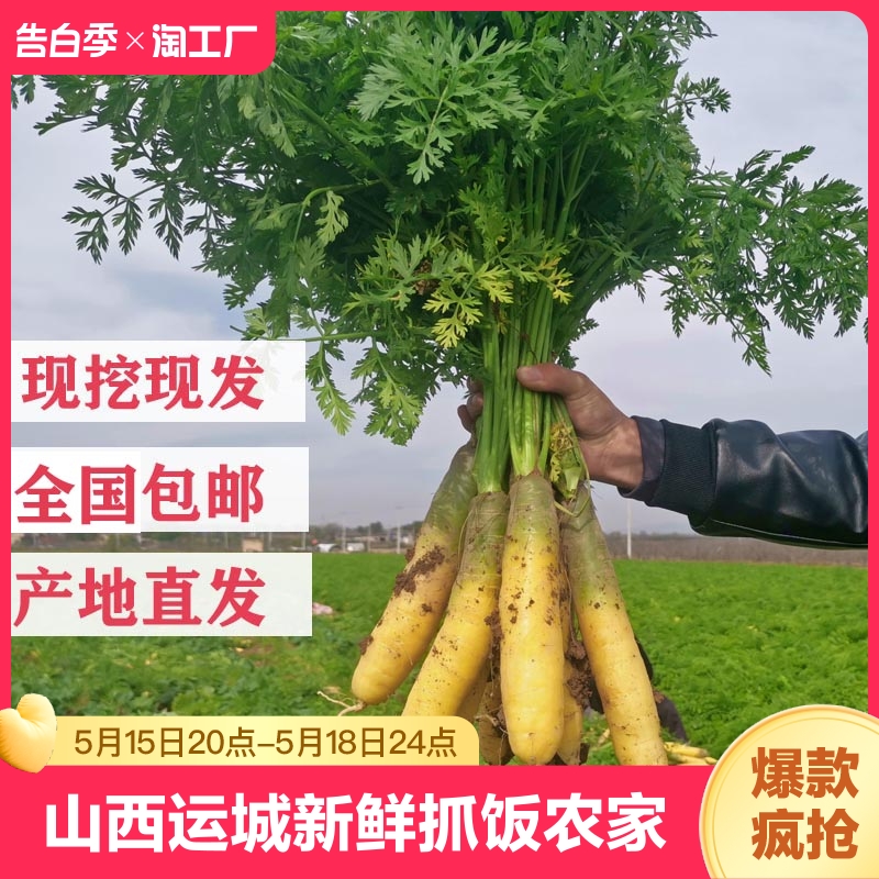 黄胡萝卜新鲜蔬菜产地直供手抓饭