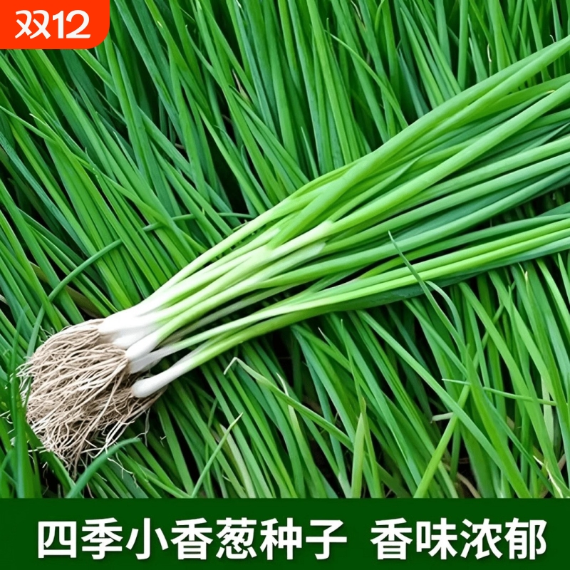小香葱籽种子四季易种小葱种子阳台室内盆栽葱种子批发家庭菜种子