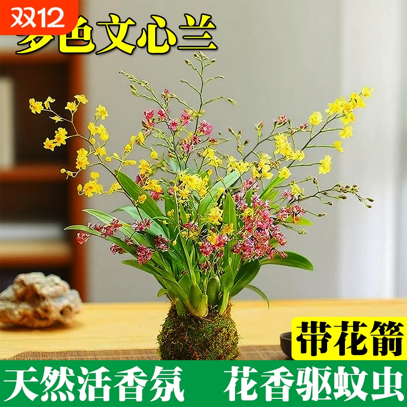 文心兰花苗四季开花带花苞水培苔藓球室内花卉盆栽绿植好养活冬季
