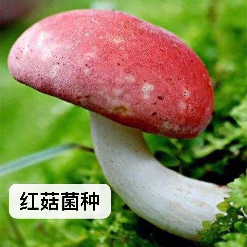 红菌菌种蘑菇种植包食用菌菌种阳台盆景栽培家庭食用菌懒人清仓