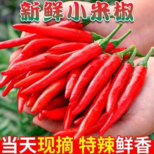 云南新鲜小米椒特辣鲜香当天现摘