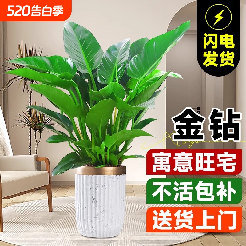 金钻盆栽绿萝箩室内植物花卉水培绿植办公室多肉净化空气去除甲醛